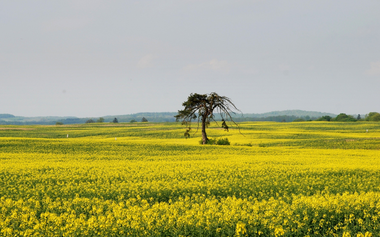 Screenshot №1 pro téma Yellow Meadow Landscape 1280x800