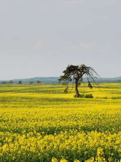 Das Yellow Meadow Landscape Wallpaper 240x320