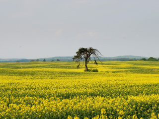 Yellow Meadow Landscape wallpaper 320x240