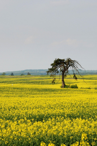 Fondo de pantalla Yellow Meadow Landscape 320x480