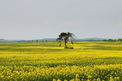 Das Yellow Meadow Landscape Wallpaper 480x320