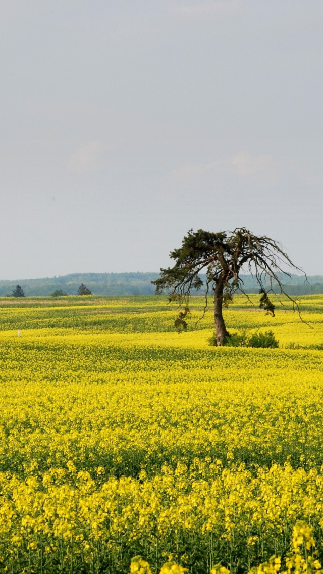 Das Yellow Meadow Landscape Wallpaper 640x1136