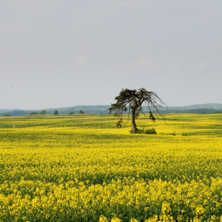 Yellow Meadow Landscape - Obrázkek zdarma pro iPad 2