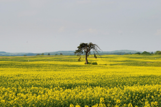 Kostenloses Yellow Meadow Landscape Wallpaper für 1280x960