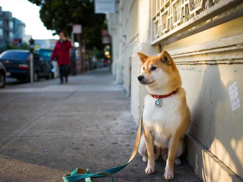 Dog On Street wallpaper 1024x768