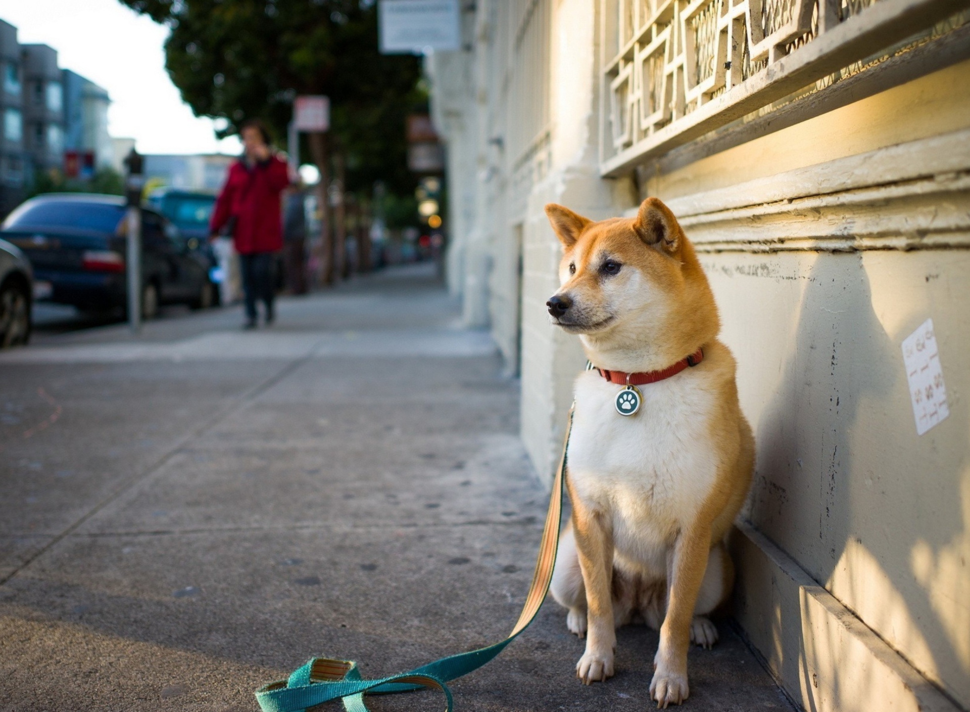 Das Dog On Street Wallpaper 1920x1408