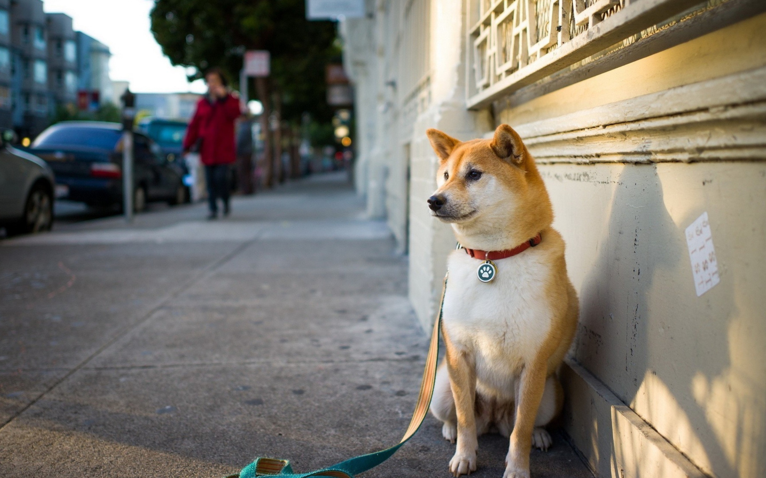 Fondo de pantalla Dog On Street 2560x1600