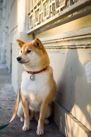 Dog On Street wallpaper 320x480