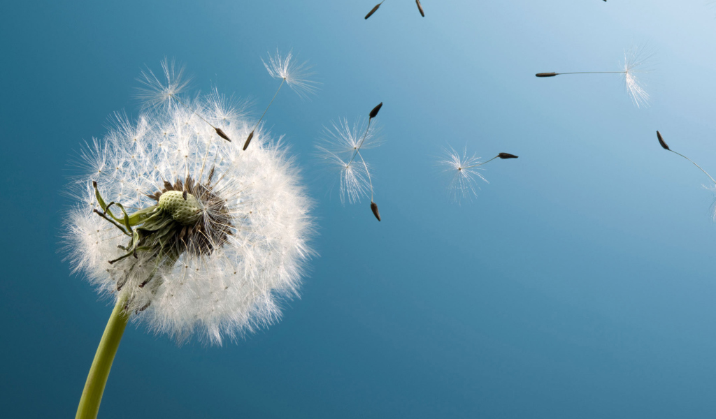 Wind Flower Dandelion wallpaper 1024x600