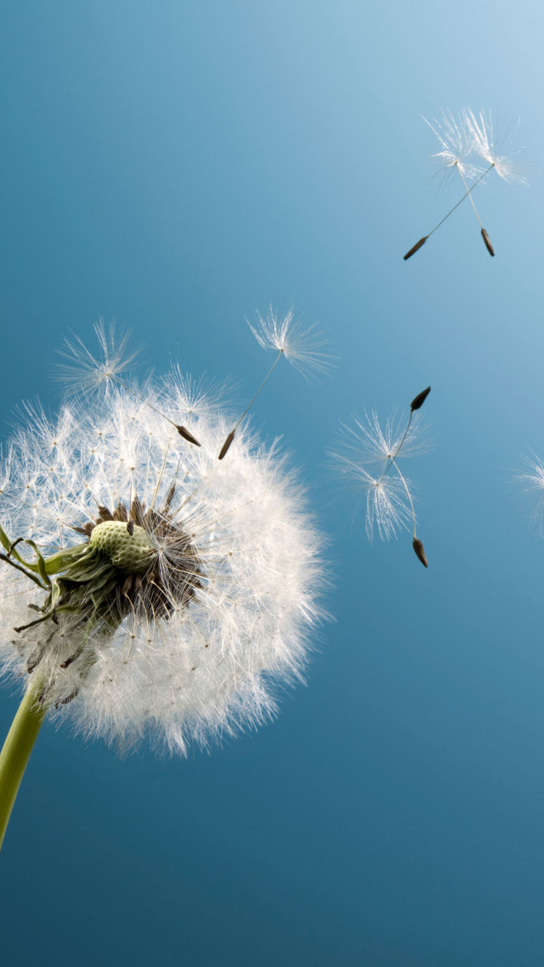 Wind Flower Dandelion wallpaper 1080x1920