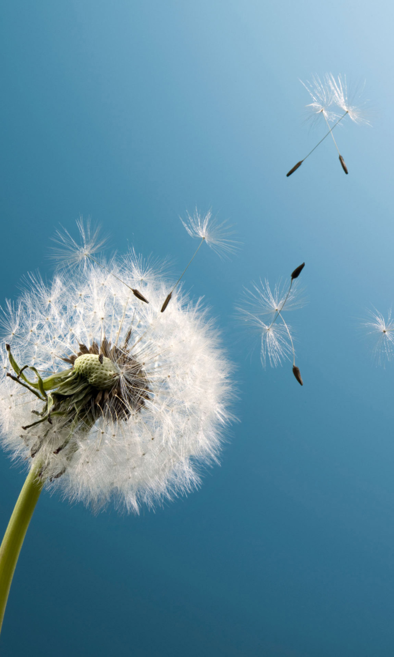 Wind Flower Dandelion wallpaper 768x1280