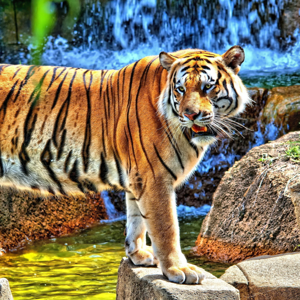 Fondo de pantalla Tiger Near Waterfall 1024x1024