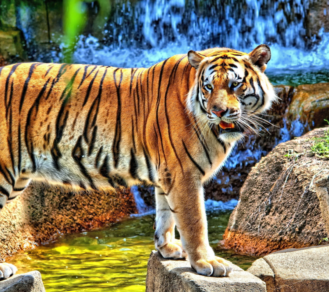 Fondo de pantalla Tiger Near Waterfall 1080x960
