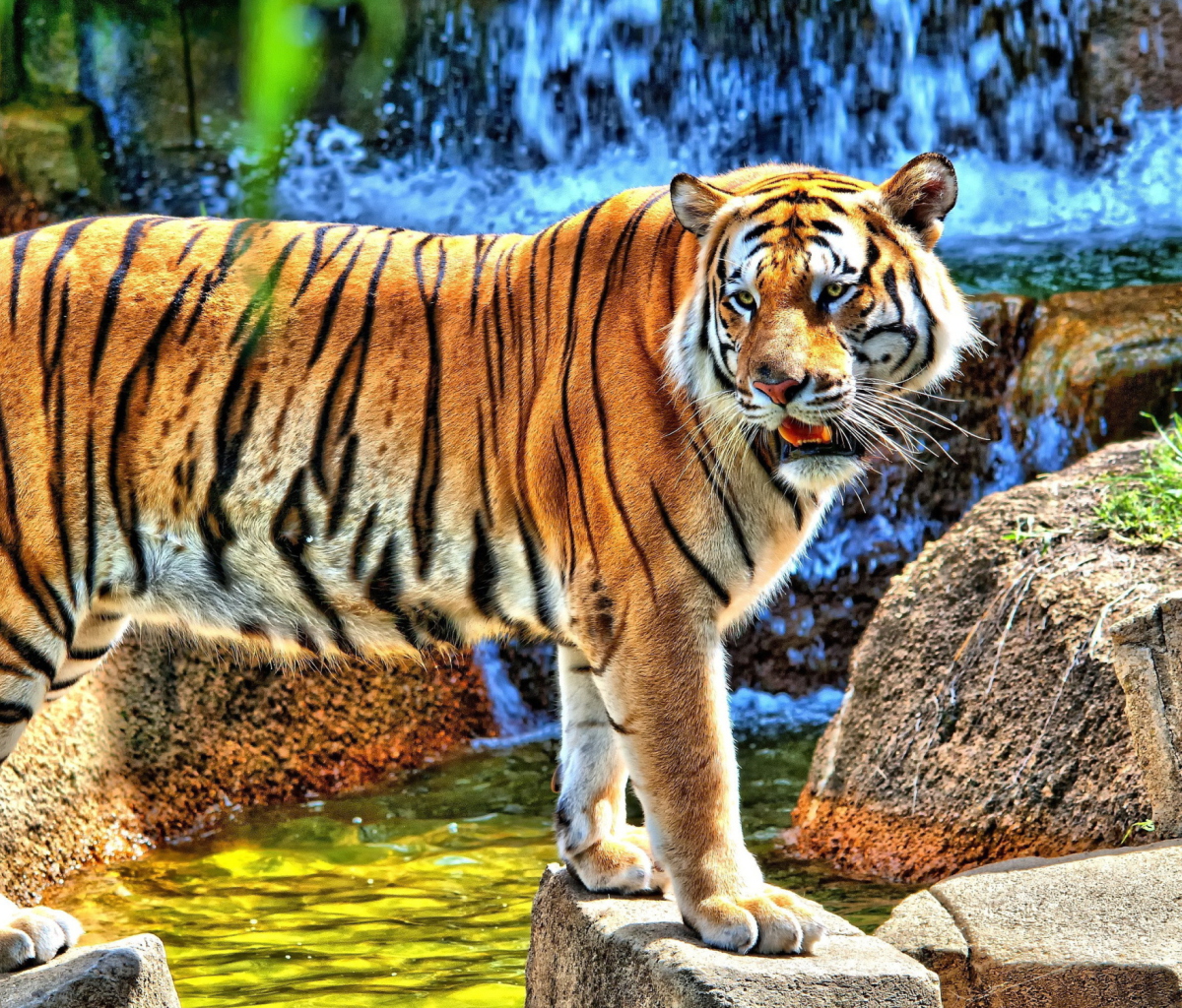 Sfondi Tiger Near Waterfall 1200x1024