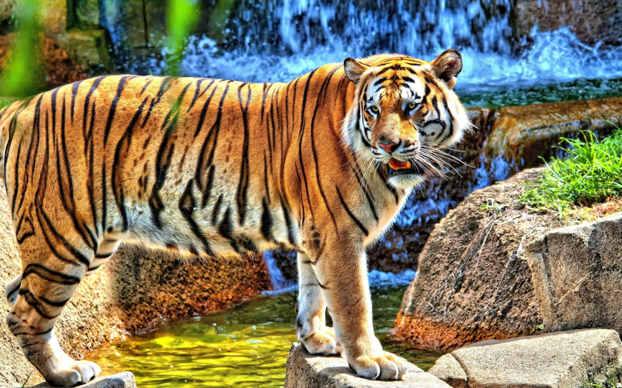 Fondo de pantalla Tiger Near Waterfall 1280x800