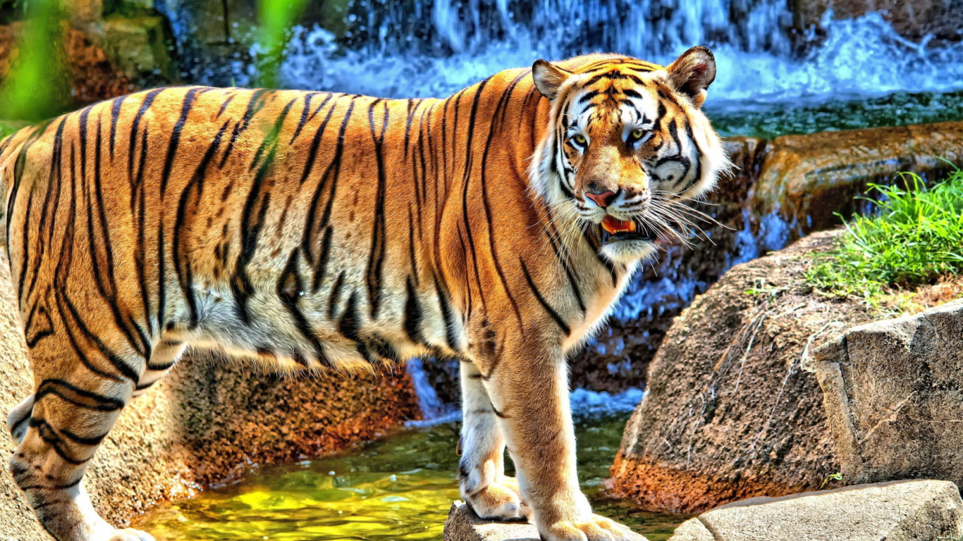 Das Tiger Near Waterfall Wallpaper 1366x768