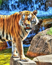 Tiger Near Waterfall screenshot #1 176x220