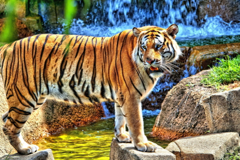 Fondo de pantalla Tiger Near Waterfall 480x320