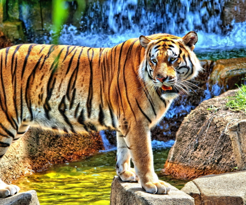 Sfondi Tiger Near Waterfall 480x400