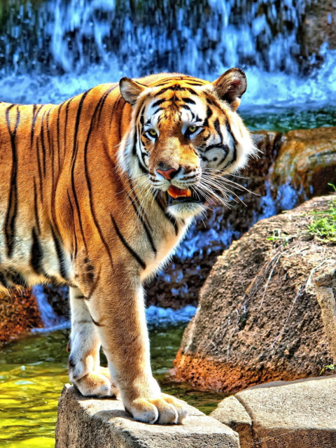 Fondo de pantalla Tiger Near Waterfall 480x640