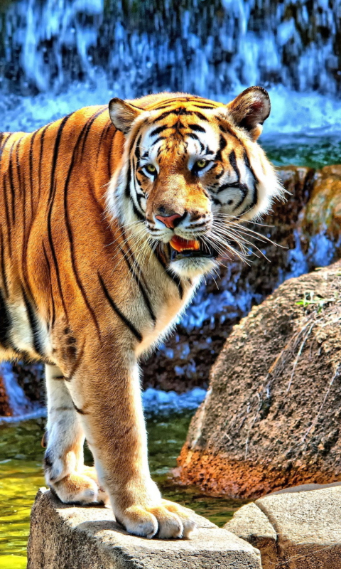 Fondo de pantalla Tiger Near Waterfall 480x800