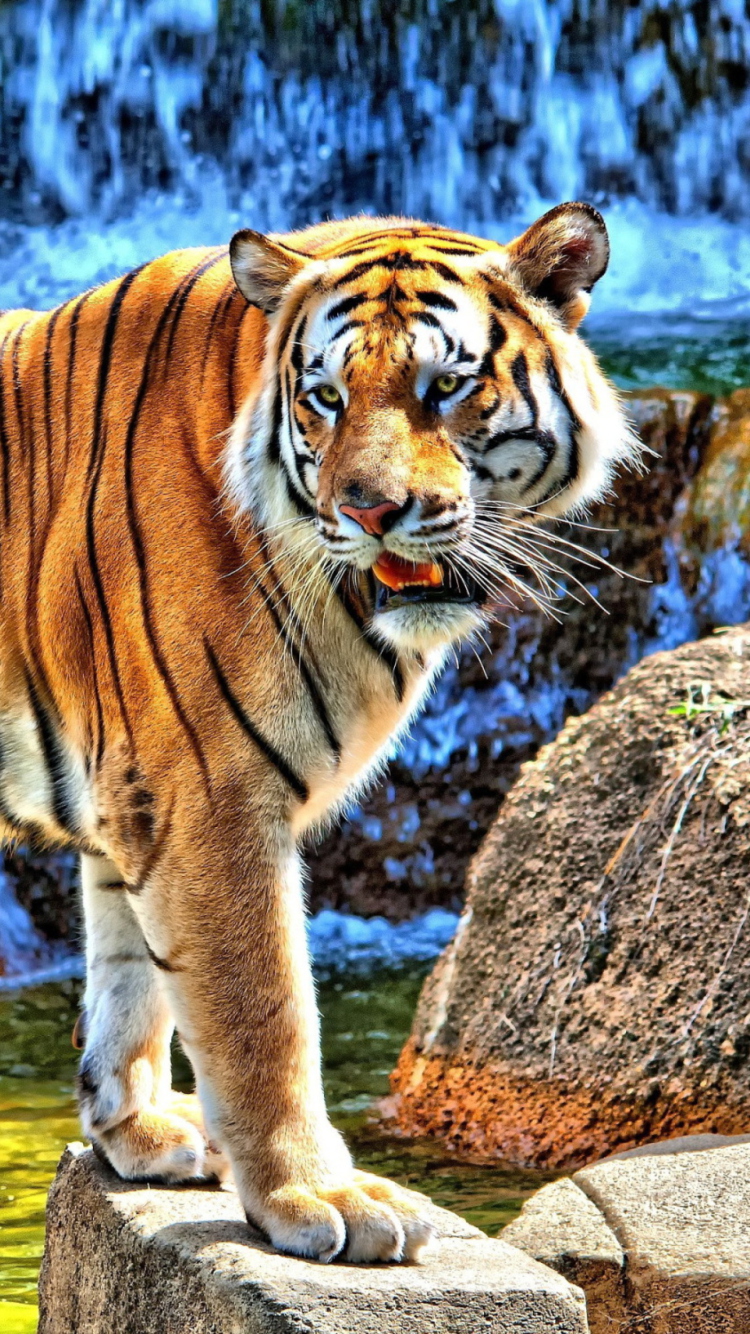 Fondo de pantalla Tiger Near Waterfall 750x1334