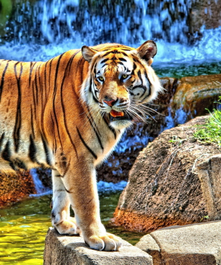 Tiger Near Waterfall - Fondos de pantalla gratis para 320x480