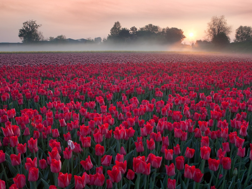 Das Red Tulip Field Wallpaper 1024x768