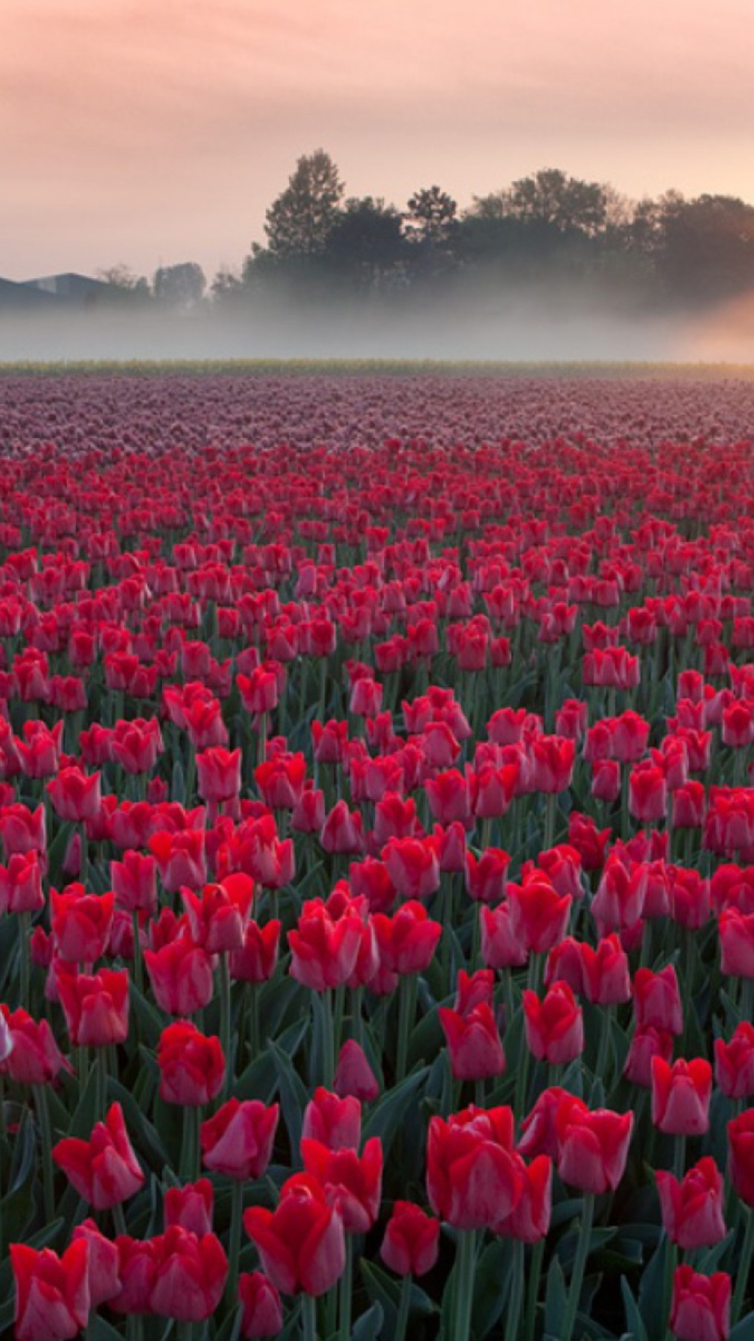 Das Red Tulip Field Wallpaper 1080x1920