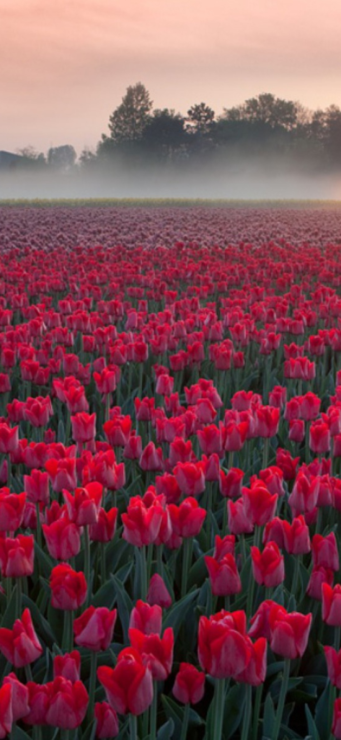 Red Tulip Field wallpaper 1170x2532