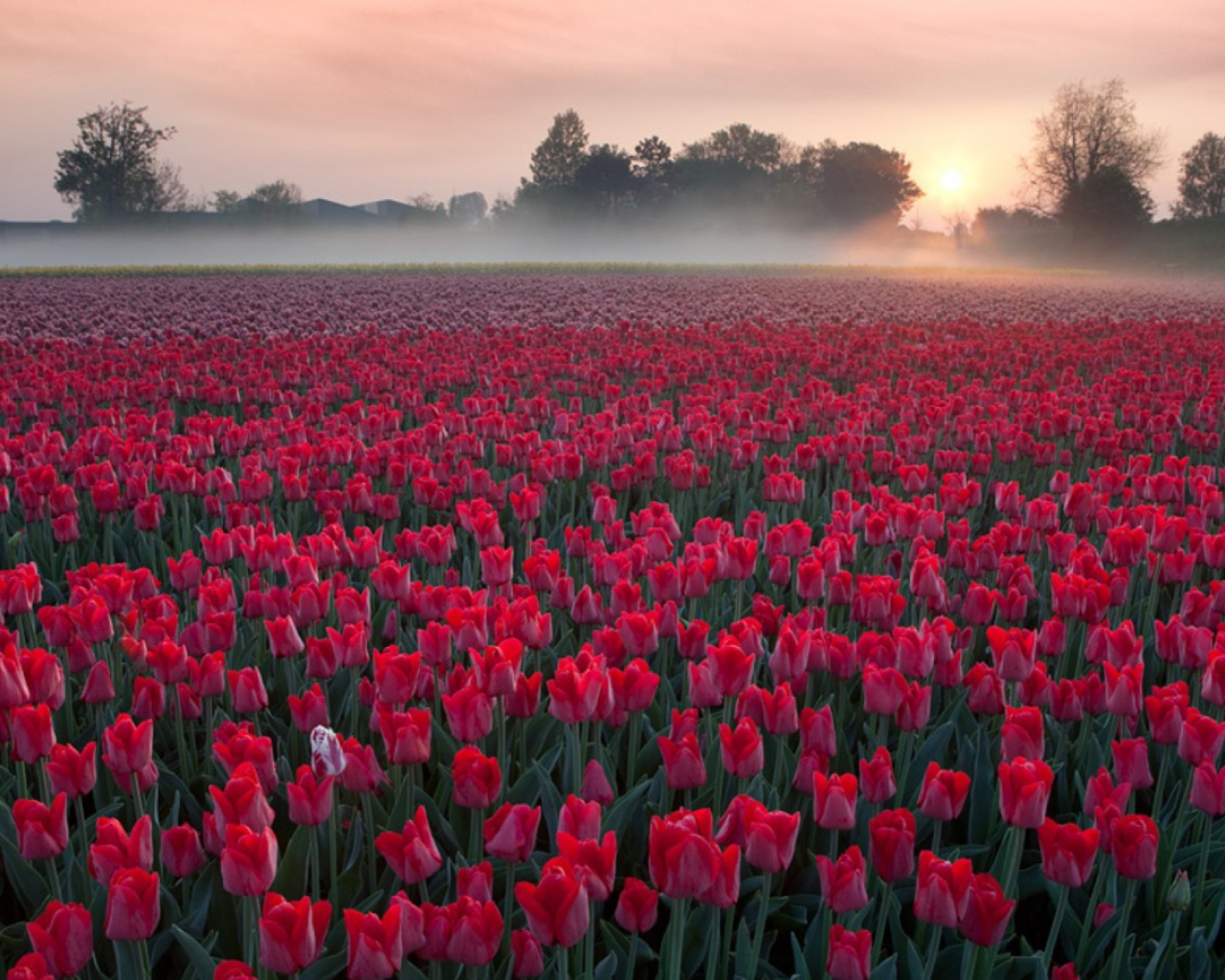Обои Red Tulip Field 1280x1024