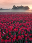 Das Red Tulip Field Wallpaper 132x176