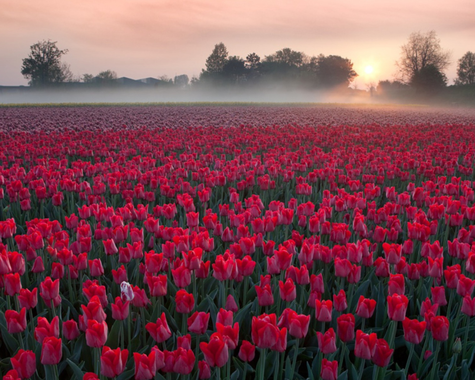 Sfondi Red Tulip Field 1600x1280