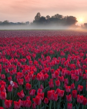 Fondo de pantalla Red Tulip Field 176x220
