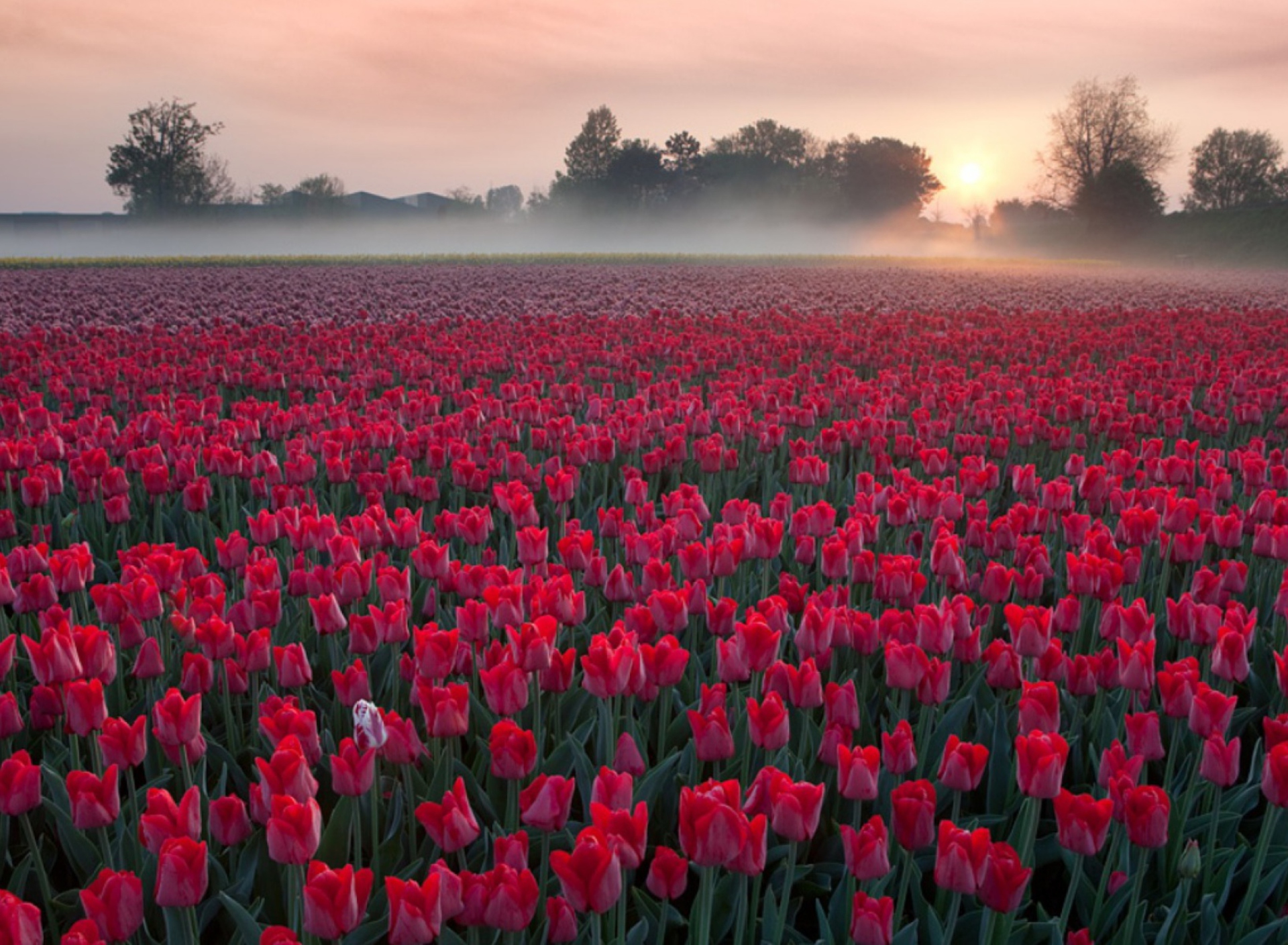 Обои Red Tulip Field 1920x1408