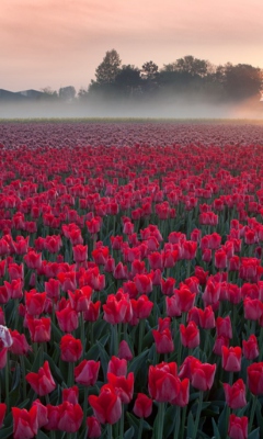 Das Red Tulip Field Wallpaper 240x400