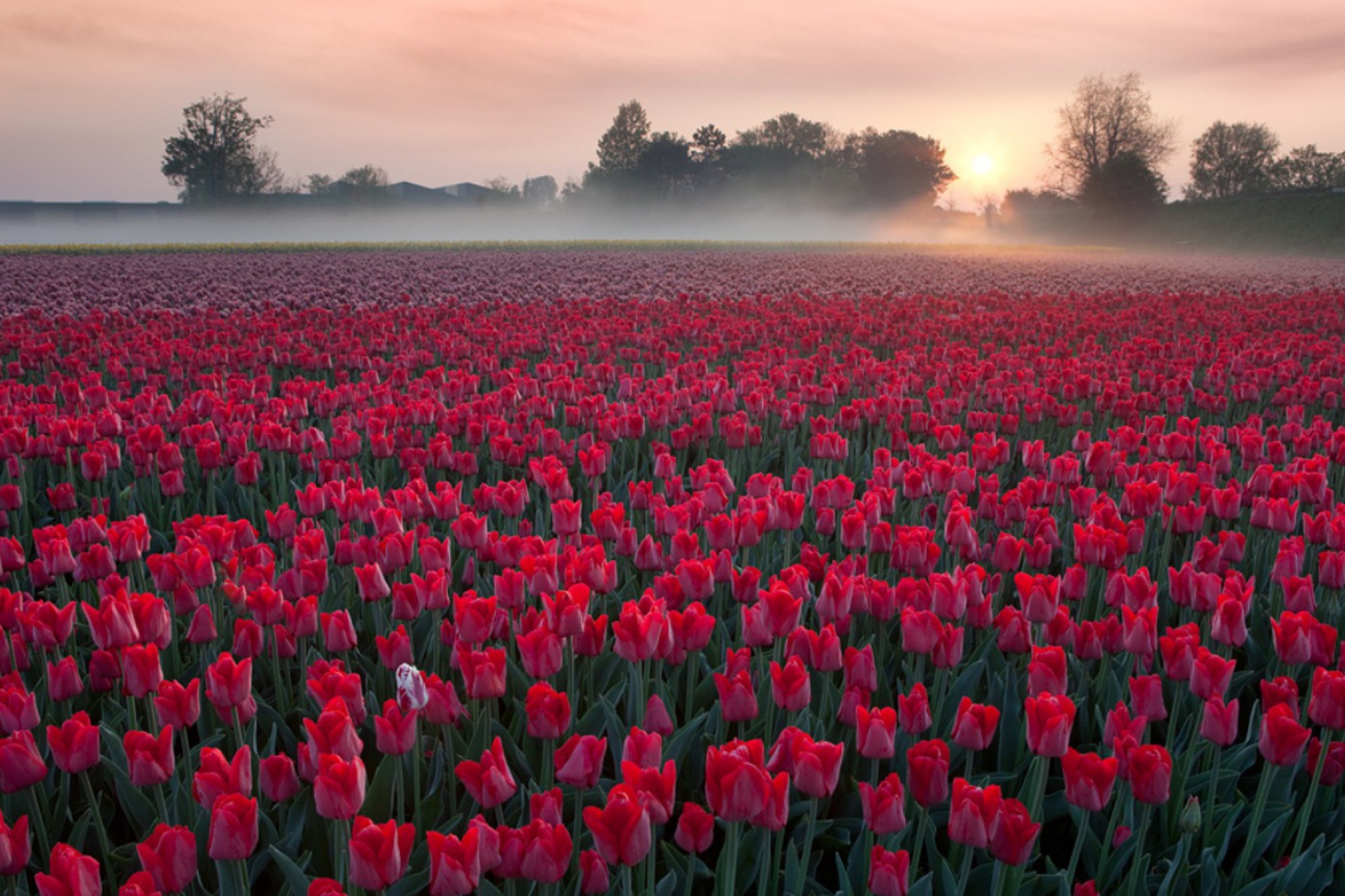 Red Tulip Field wallpaper 2880x1920