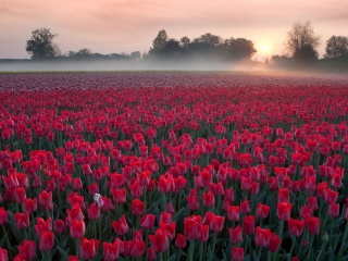 Red Tulip Field wallpaper 320x240