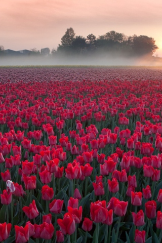 Обои Red Tulip Field 320x480