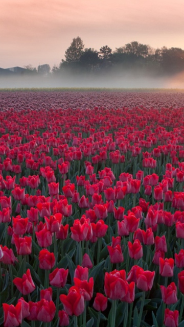 Fondo de pantalla Red Tulip Field 360x640