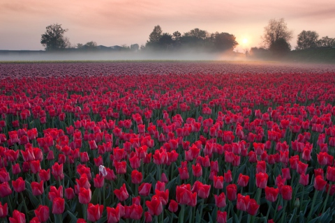 Red Tulip Field wallpaper 480x320