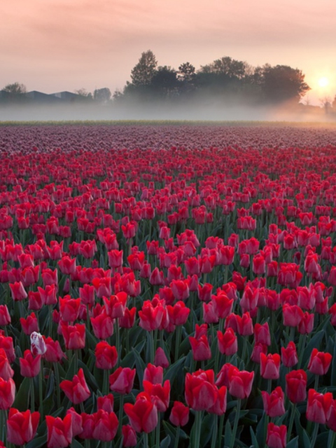 Обои Red Tulip Field 480x640