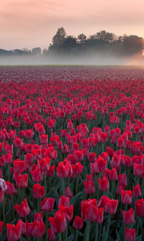 Das Red Tulip Field Wallpaper 480x800