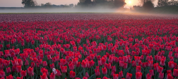 Das Red Tulip Field Wallpaper 720x320