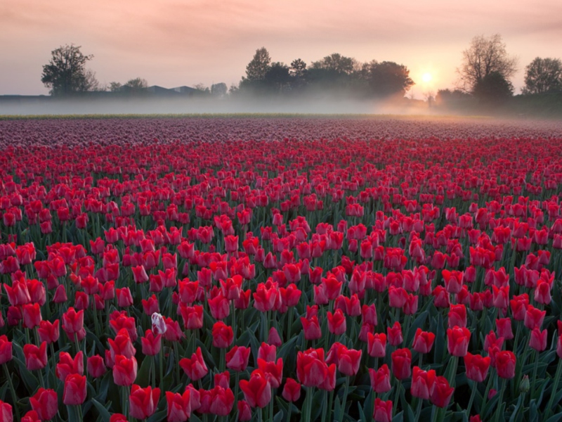 Sfondi Red Tulip Field 800x600
