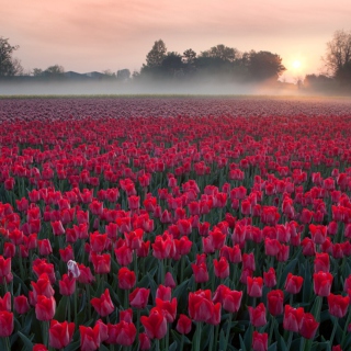 Kostenloses Red Tulip Field Wallpaper für 1024x1024