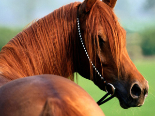 Horse wallpaper 320x240