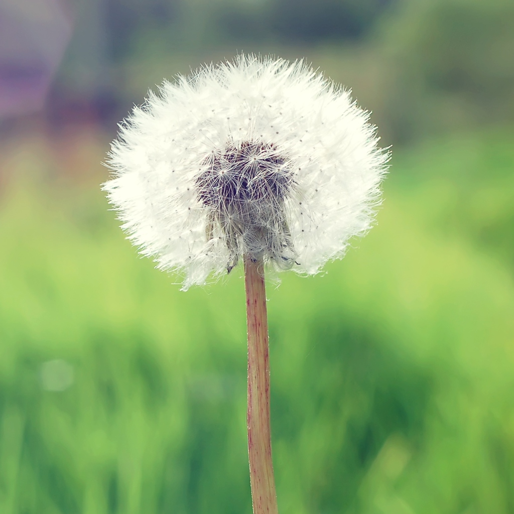 Sfondi Countryside Dandelion 1024x1024