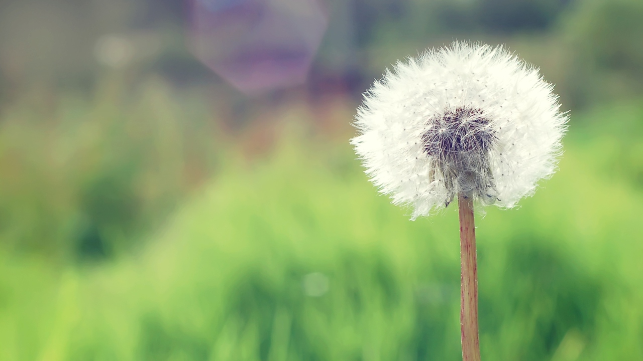 Countryside Dandelion wallpaper 1280x720