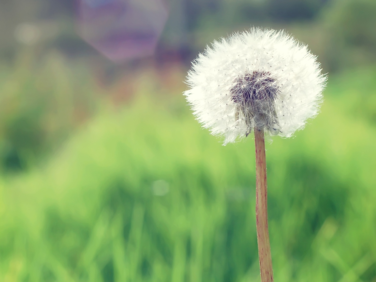 Countryside Dandelion wallpaper 1280x960